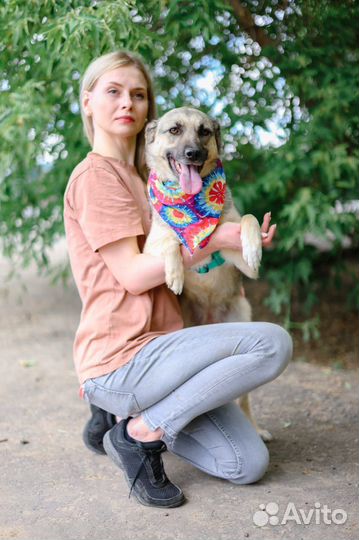 Собака ищет семью