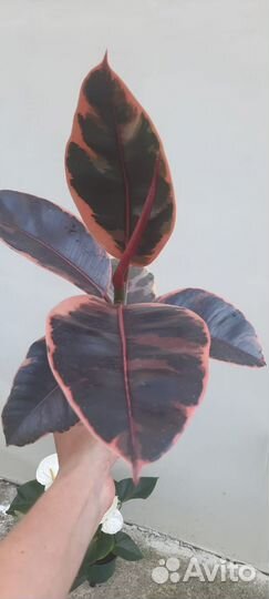 Фикус эластика белиз