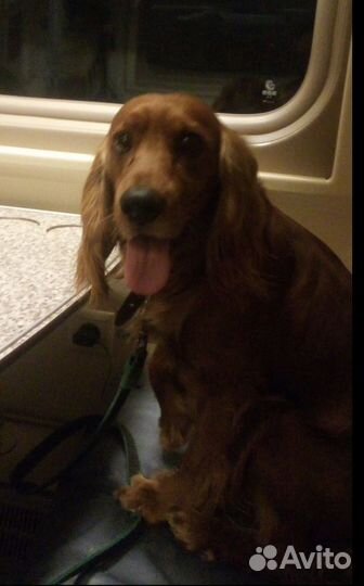 Собака для вязки