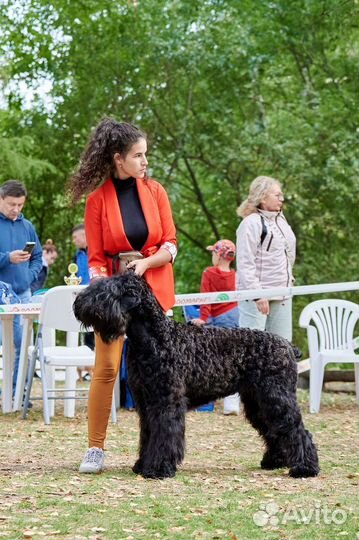 Хендлер. Подготовка к выставкам