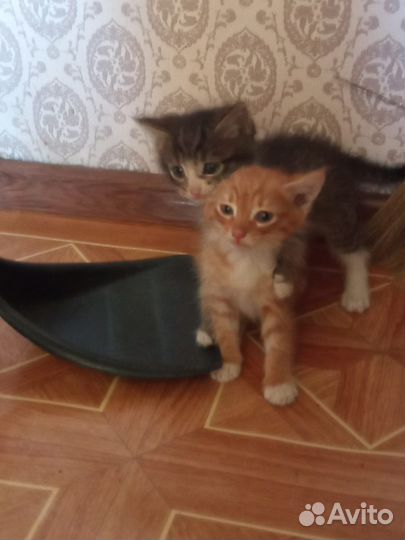 Милые котята