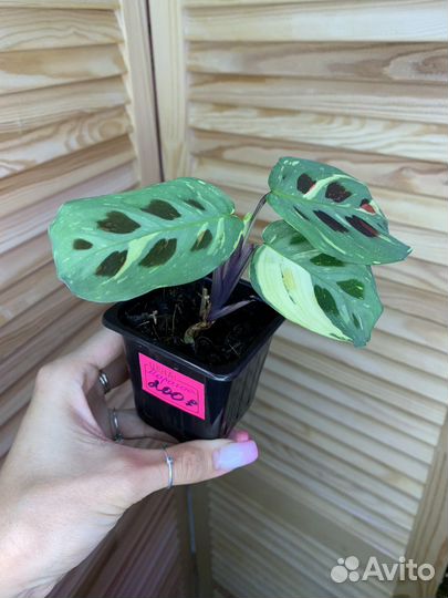 Маранта вариегатная Бьюти Ким