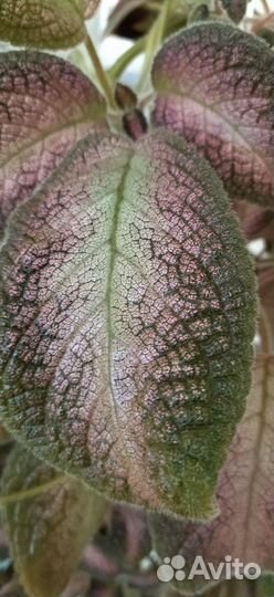 Эписции разные