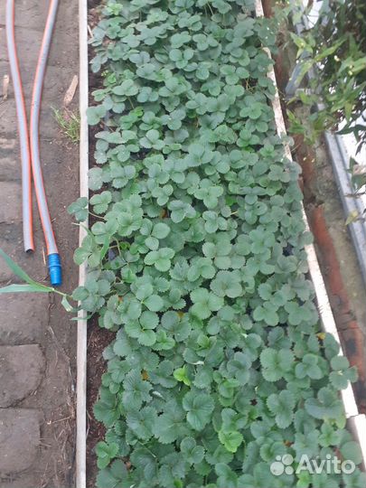 Саженцы смородины, ежевики, малины, клубники