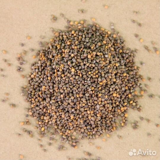 Семена для микрозелени / проростков