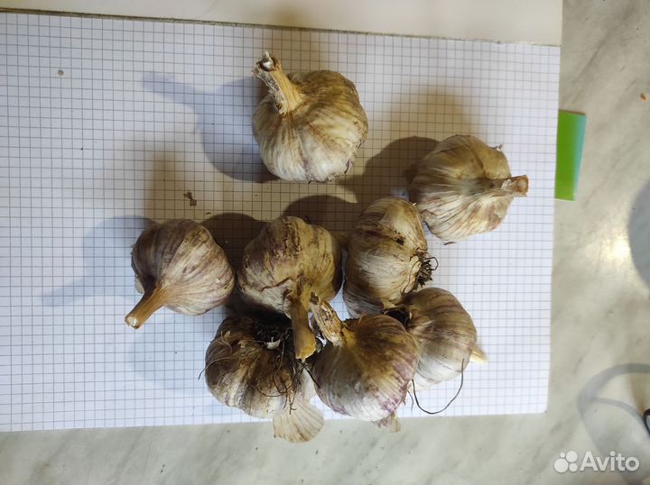 Чеснок на посадку