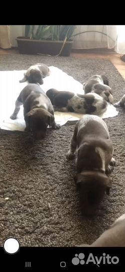 Щенки курцхара