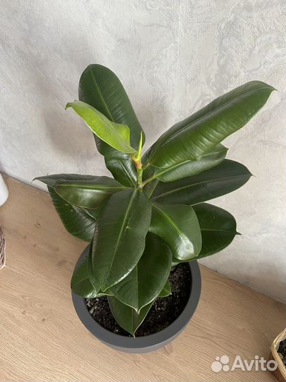 Фикус высота 60 см