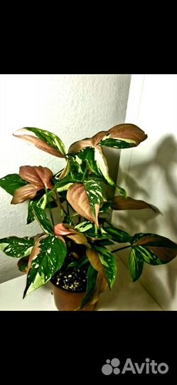 Сингониум ред спот триколор