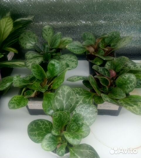 Хирита/примулина