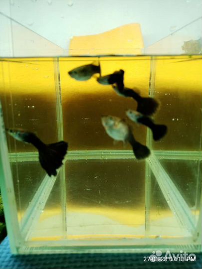 Пецилии, гуппи и живые корма