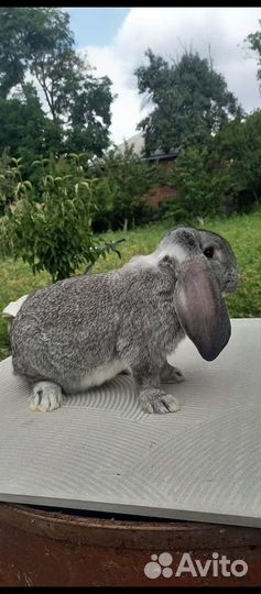 Кролики мясных пород