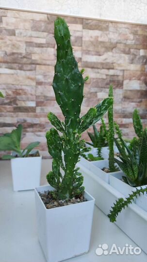 Кактусы и суккуленты