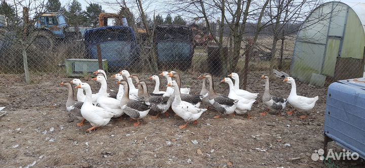 Гуси 2022