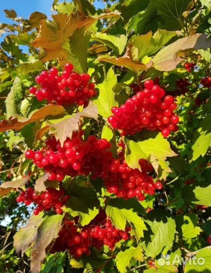 Калина ягода