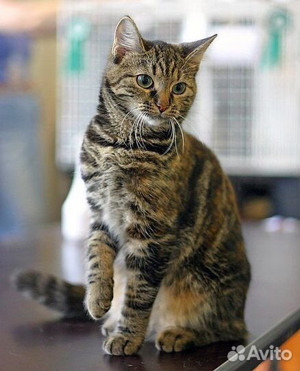 Кот европейской породы