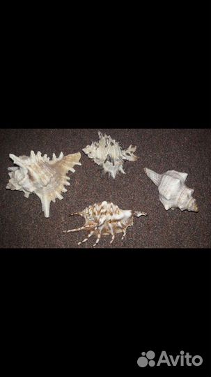 Ракушки для аквариума