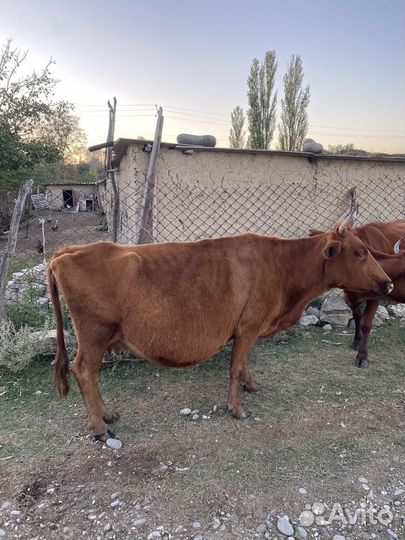 Коровы телята