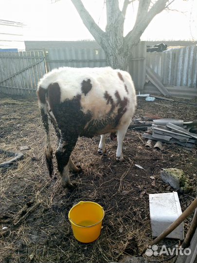 Коровы телки