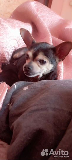 Щенки тойтерьера