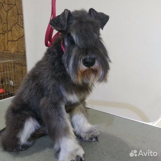 Цвергшнауцер вязка