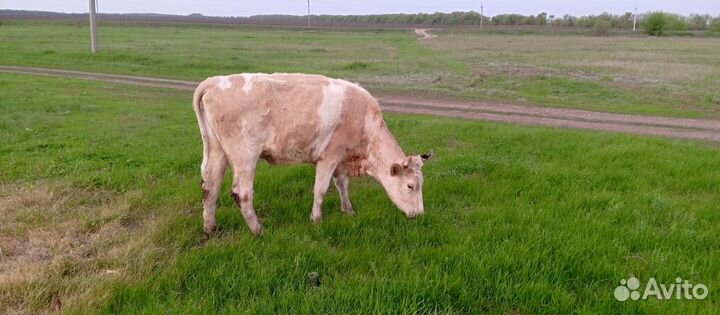 Продажа коровы