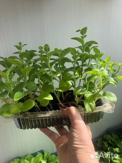 Рассада петунии