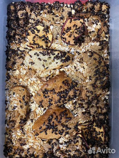 Личинки жука знахаря, жук знахарь, куколки знахаря