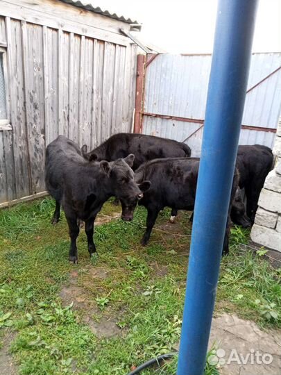 Абердин ангус телки