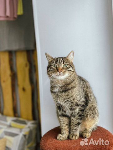 Кошка Нана ище�т дом объявление продам