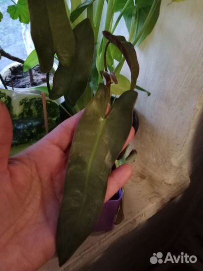 Филодендроны