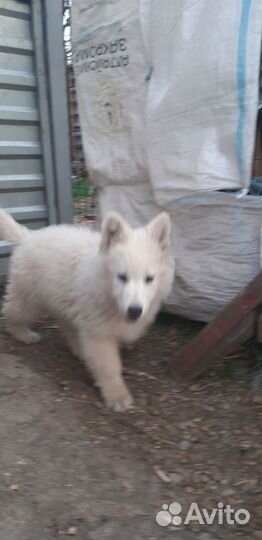 Белая швейцарская овчарка щенки