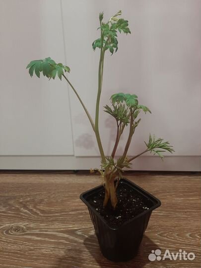 Дицентра разбитое сердце