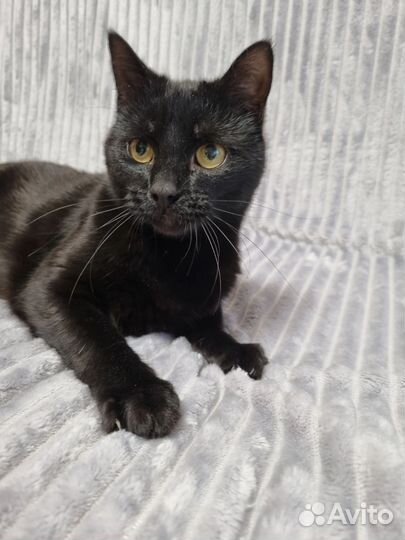 Иззи ищет родителей