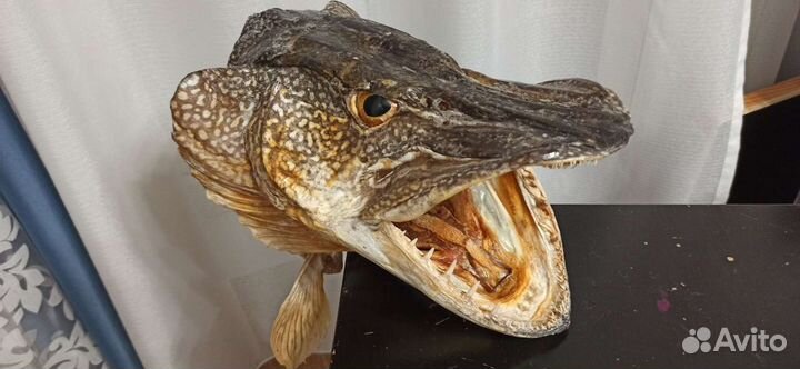 Чучело щучьей головы