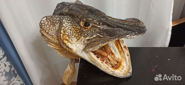 Чучело щучьей головы