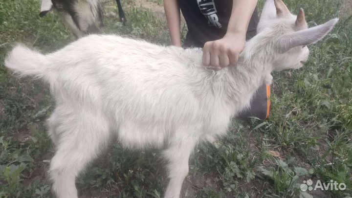 Козлики 2шт