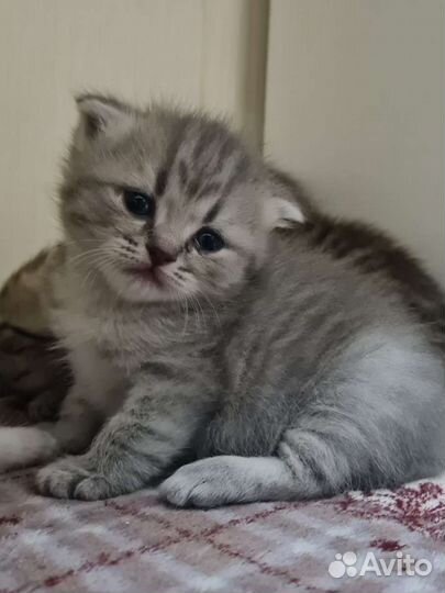 Шотландские котята