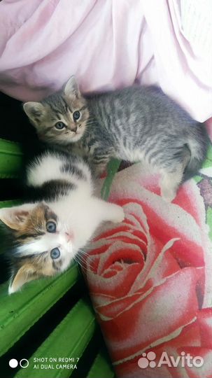 Котёнка в добрые руки