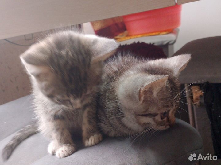 Котята в добрые руки бесплатно