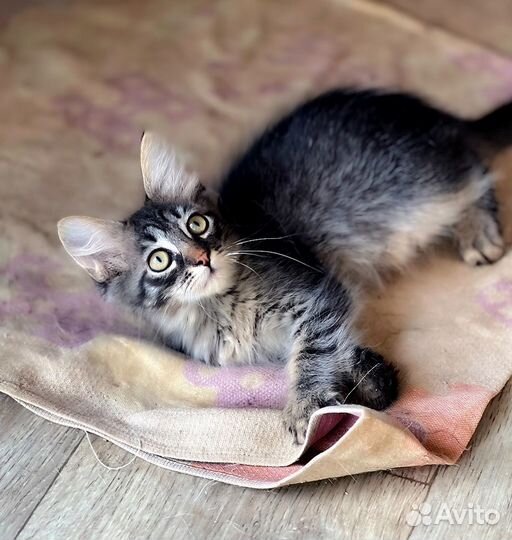 Котик бесплатно