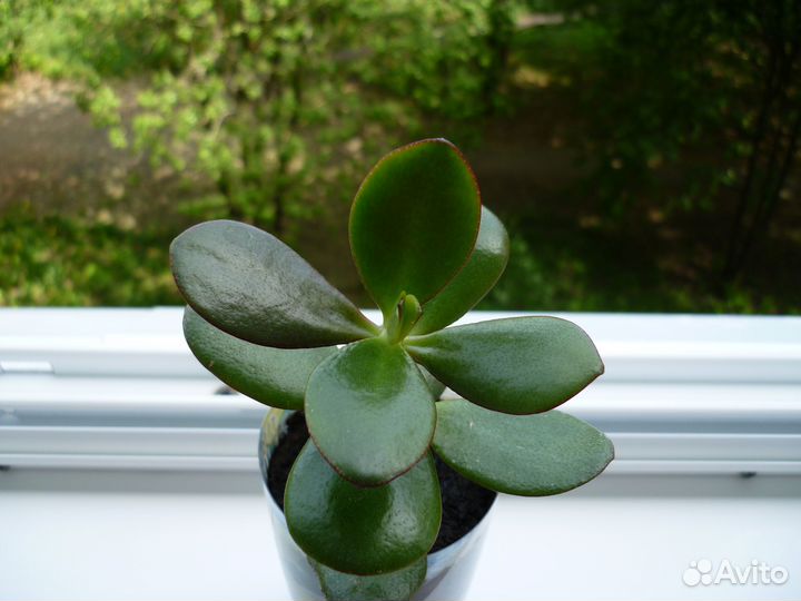 Набор комнатных растений - цена за всё