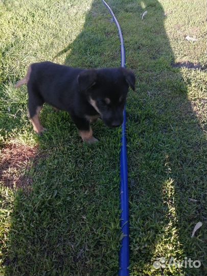 Немецкая овчарка в добрые руки