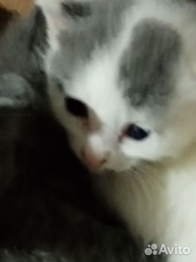Кошки бесплатно