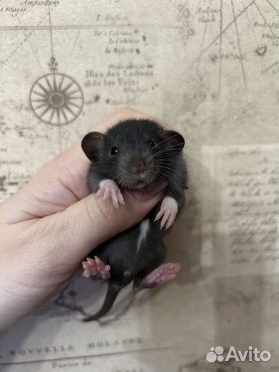 Ручные крысята Дамбо.Большой выбор