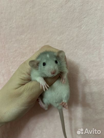 Крысята Дамбо малыши из питомника
