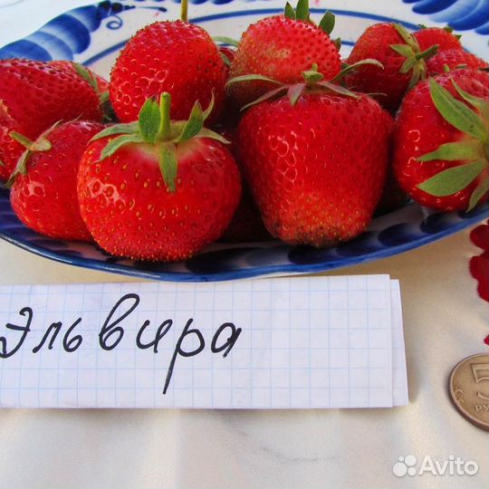 Усы клубники, Эльвира