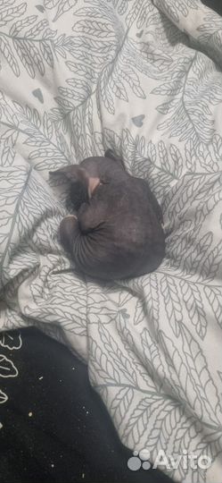 Канадский котëнок сфинкс