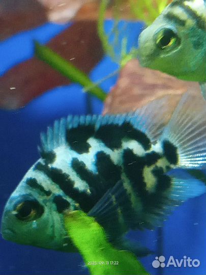 Сапфировый попугай Панда