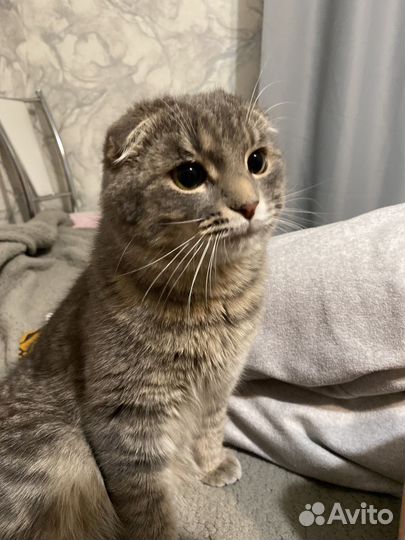 Продаем кота